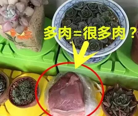 幼兒園老師布置樹葉收集作業，萌娃扛來兩米高‘巨無霸’樹葉驚呆全場